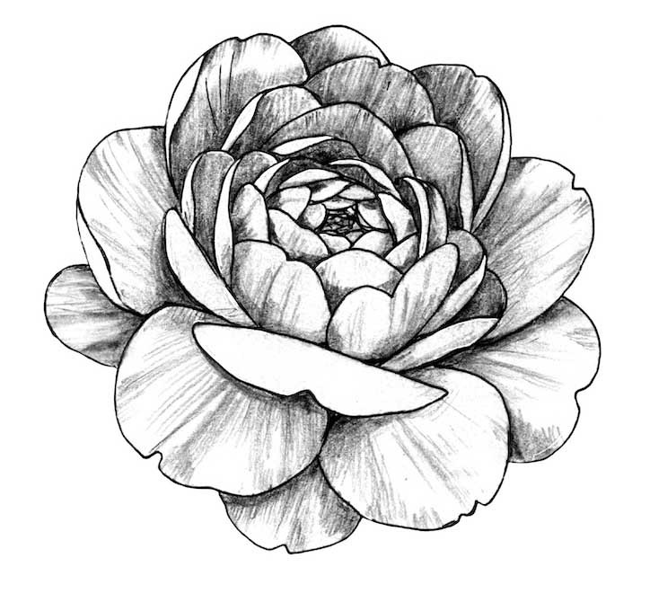 Featured image of post Image Fleur Dessin Noir Et Blanc