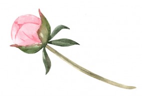 Sticker pivoine mural