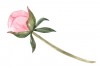 Sticker pivoine mural