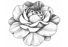 Sticker pivoine noir blanc