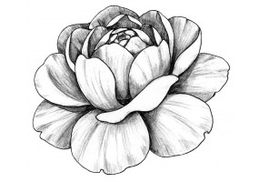 Autocollant pivoine noir blanc