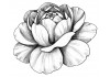 Autocollant pivoine noir blanc