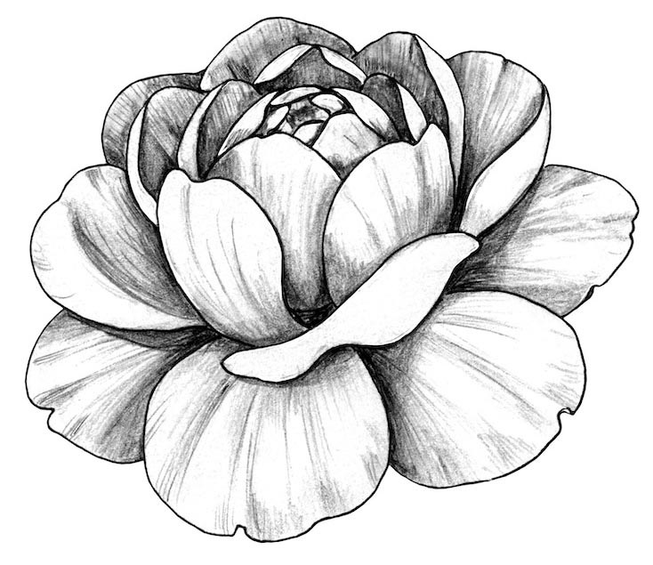 Autocollant pivoine noir blanc 