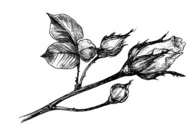 Sticker deco pivoine noir blanc