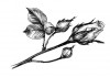 Sticker deco pivoine noir blanc