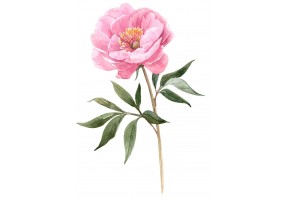 Autocollant pivoine aquarelle