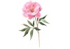 Autocollant pivoine aquarelle