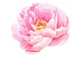 Sticker pivoine aquarelle