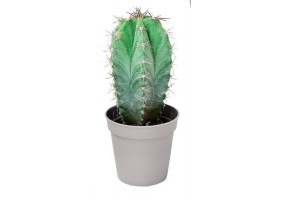 Sticker cactus