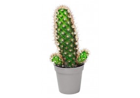 Sticker cactus