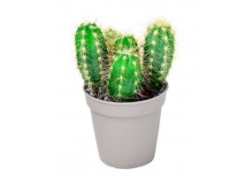 Sticker cactus