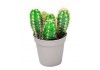 Sticker cactus