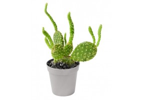 Sticker cactus