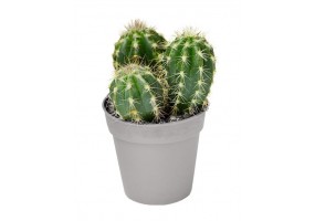 Sticker cactus