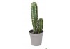 Sticker cactus