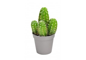 Sticker cactus
