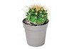 Sticker cactus