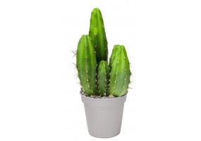 Sticker cactus