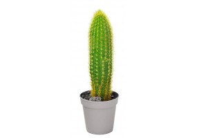 Sticker cactus