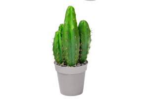 Sticker cactus