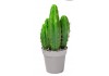 Sticker cactus