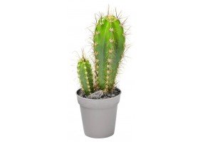 Sticker cactus