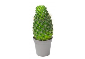 Sticker cactus