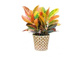 Sticker plante multicolore