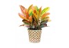 Sticker plante multicolore