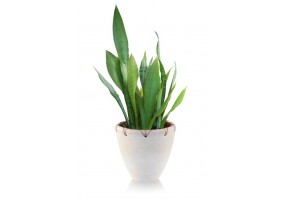 Sticker plante verte