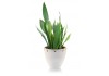 Autocollant plante verte
