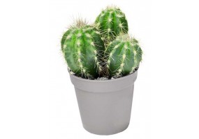 Sticker cactus