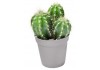 Sticker cactus