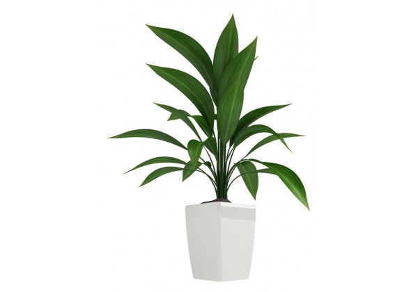 Sticker mural deco plante verte 