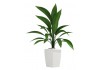 Sticker plante verte