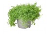 Sticker plante verte