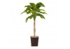 Sticker plante verte