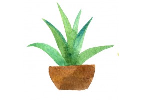 Sticker plante verte aquarelle