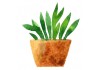 Sticker plante pot aquarelle