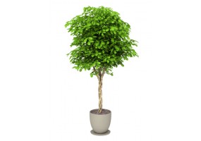 Sticker plante verte