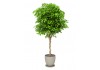 Sticker plante verte