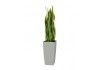 Sticker plante verte