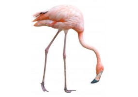 Autocollants muraux flamant rose