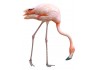 Sticker flamant rose