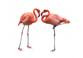 Sticker flamant rose duo