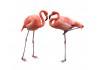 Sticker flamant rose duo