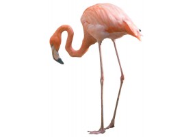 Autocollants muraux flamant rose geant