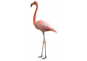 Stickers deco muraux flamant rose