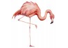 Sticker mural flamant rose