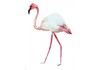 Sticker flamant rose